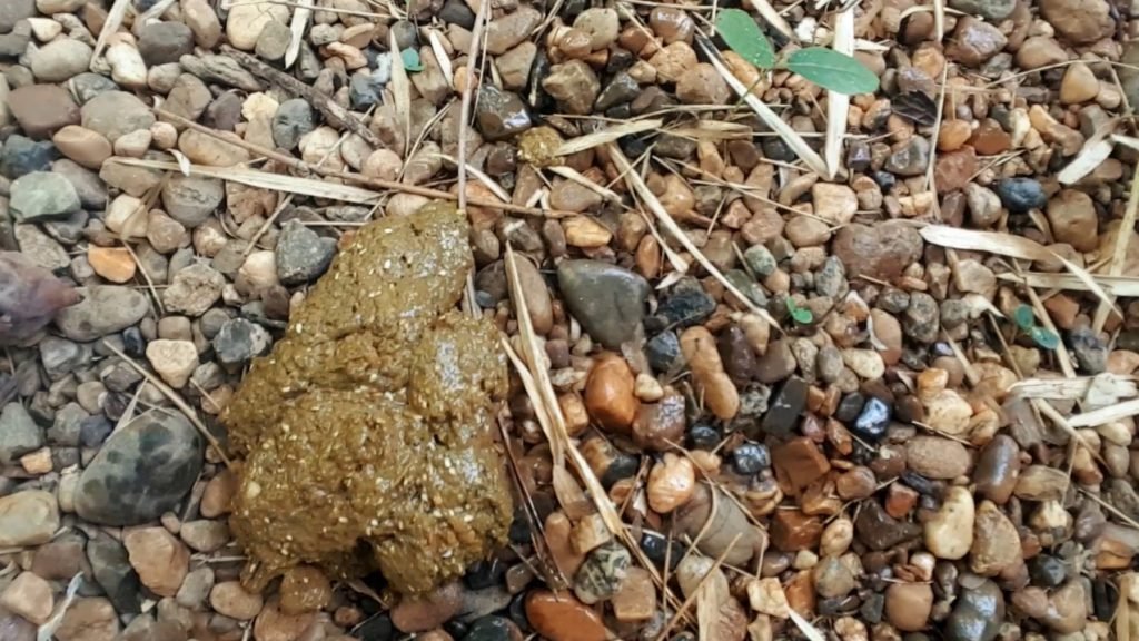 LittleMissKinky - desperate poop and pissing on outdoor 6