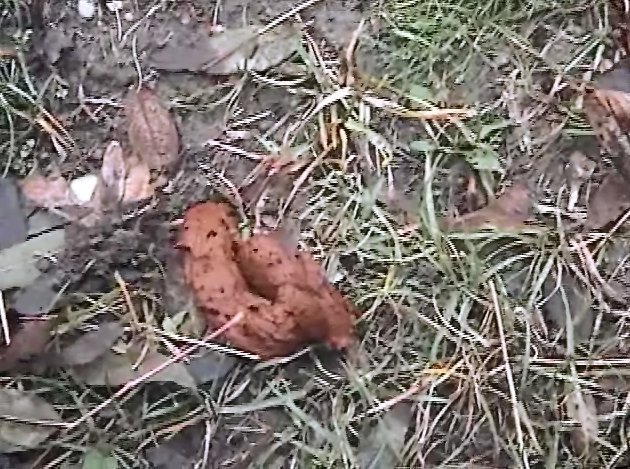 Solo Scat Video - Number 10 (480p) Image 3