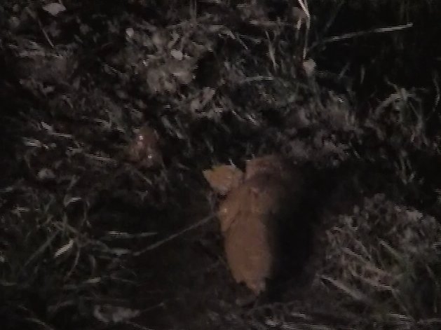 Solo Scat Video - Number 9 (480p) Image 3