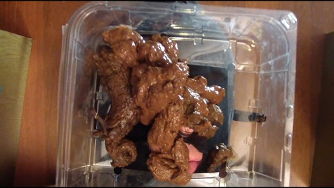 Yezzclips.com - Pooping on His Disgusting Face - image 6