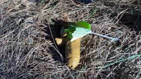 Vegan Linda - Big Public Forest Shit & cleaning Ass with Leaves 19.03.2020